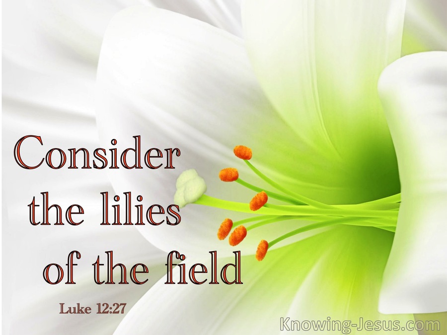 Luke 1227 Consider The Lilies Of The Field (white)